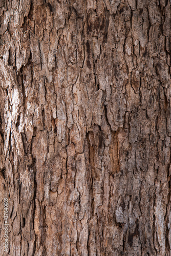 Close up detail embrossed texture of skin bark tree pattern for background design concept