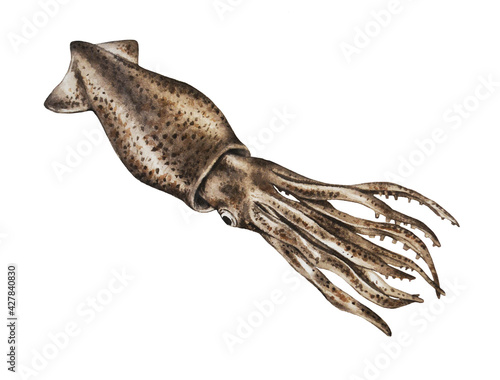 Squid on a white background. Watercolor illustration. Organic seafood restaurant. Hand drawn. Closeup. 