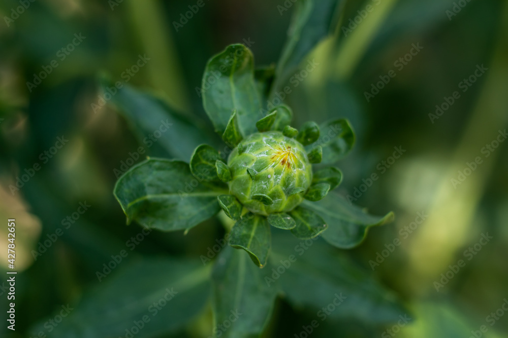 Dyer's-saffron or Safflower, Carthamus tinctorius flower buds Dyer's-saffron or Safflower, Carthamus tinctorius flower buds