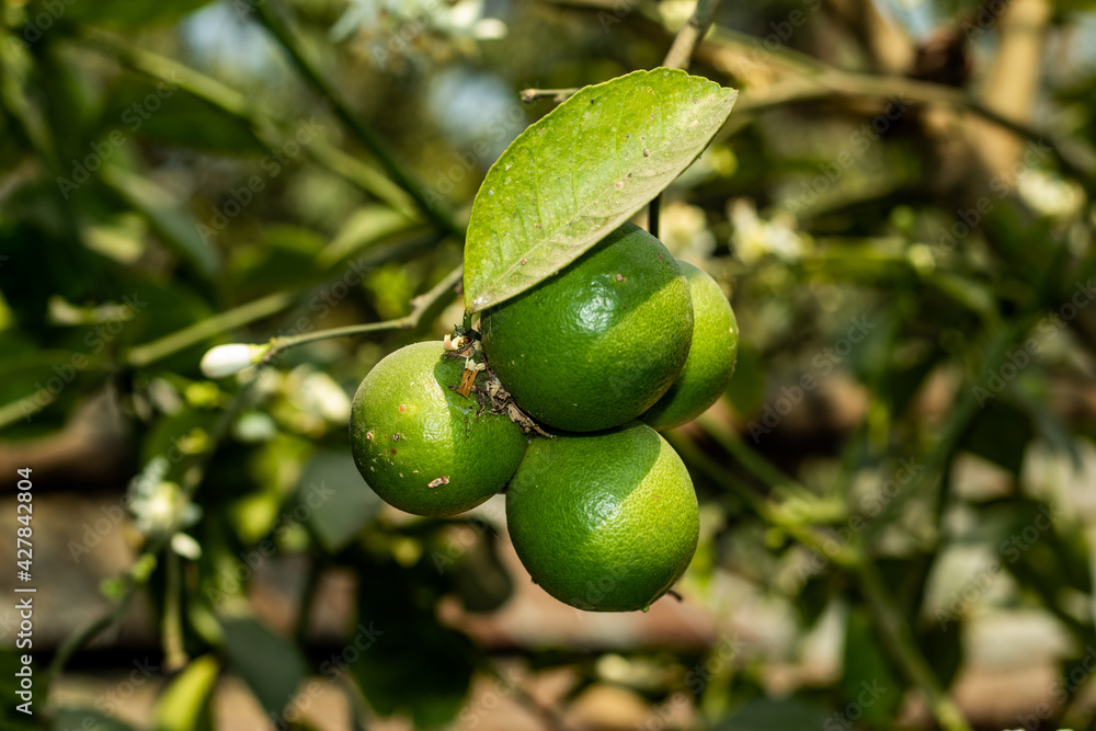 There are green malt grown in the backyard and three fruit trees There are green malt grown in the backyard and three fruit trees