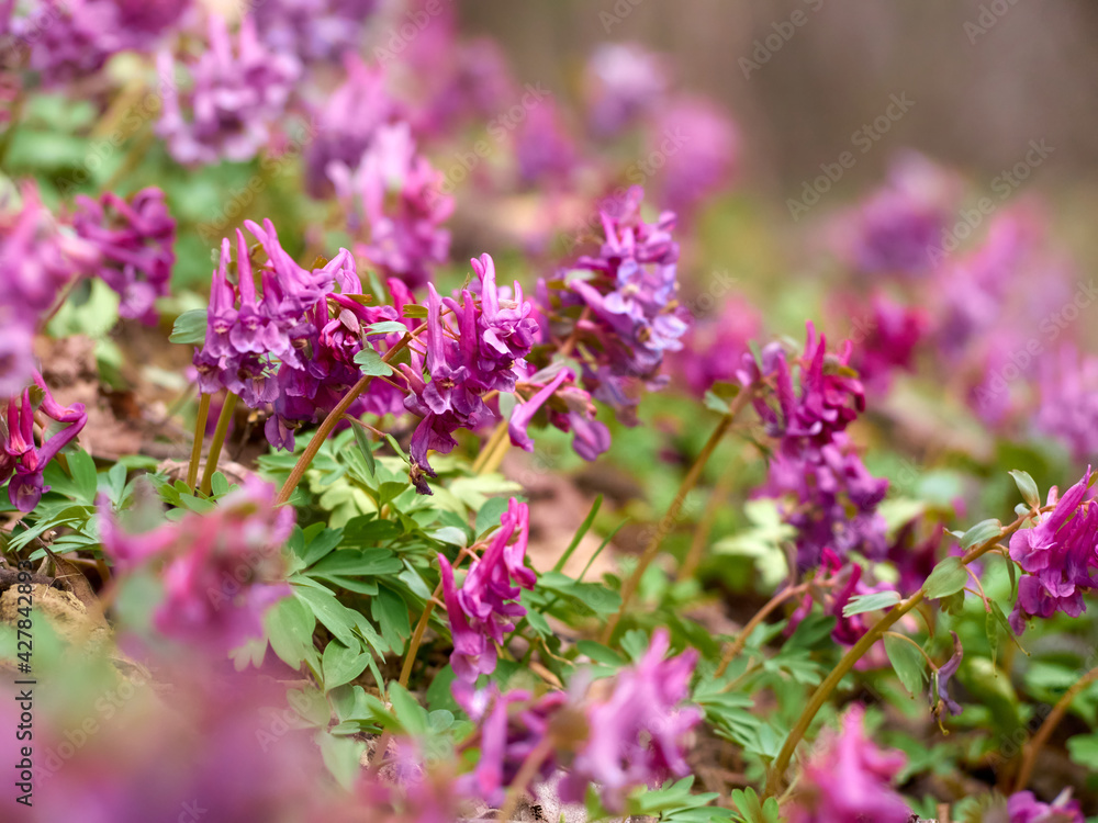 Purple corydalis flowers in forest on early spring