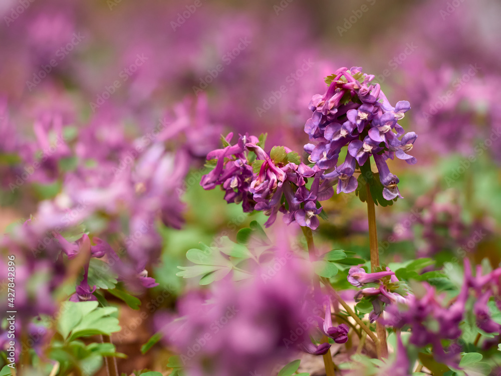 Purple corydalis flowers in forest on early spring Purple corydalis flowers in forest on early spring
