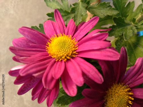 pink gerber daisy