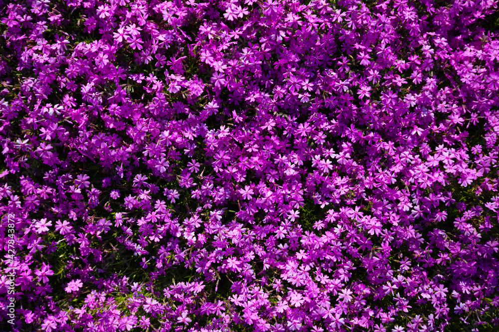 Obraz premium flowers background