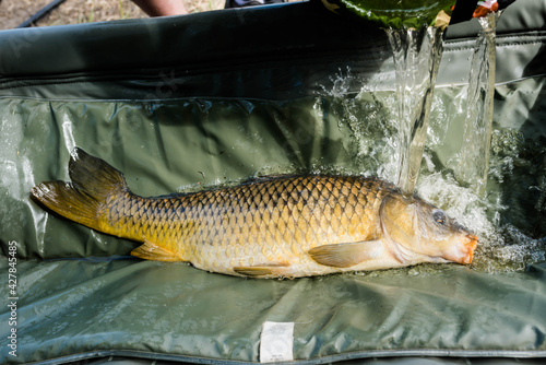 carp fishing by the pond