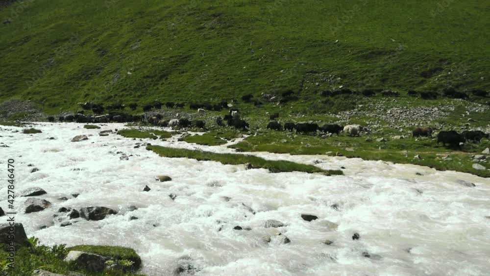 Alpine meadow surrounded by mountains. Cows graze in an alpine meadow near the river. Valley of the Dumala River. Caucasus, Russia. Alpine meadow surrounded by mountains. Cows graze in an alpine meadow near the river. Valley of the Dumala River. Caucasus, Russia.