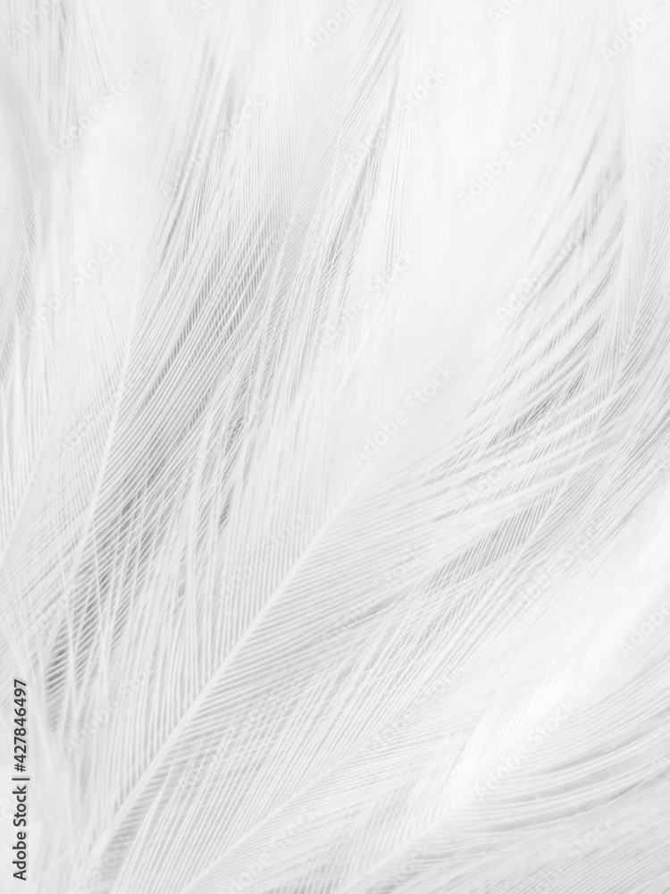 Beautiful abstract gray feathers on white background, soft white feather texture on white texture pattern, light pink theme wallpaper, black feather background, white gradient frame banners Beautiful abstract gray feathers on white background, soft white feather texture on white texture pattern, light pink theme wallpaper, black feather background, white gradient frame banners