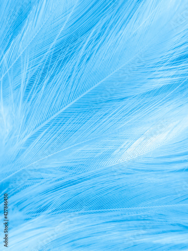 Beautiful abstract blue feathers on white background, white feather texture and blue background, feather wallpaper, blue texture banners, love theme, valentines day, gray gradient