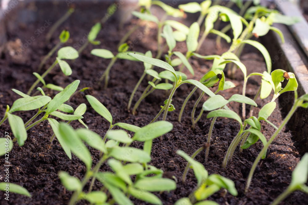 Young tomato seedlings in a container with a selective focus Young tomato seedlings in a container with a selective focus