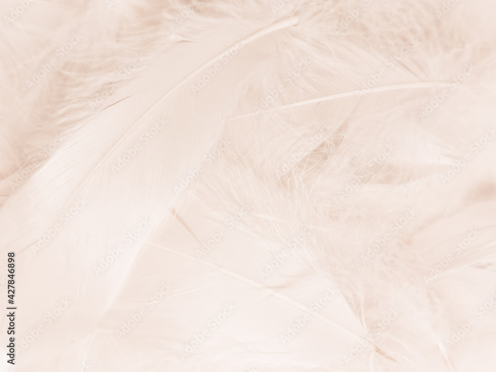 Beautiful abstract gray feathers on white background, soft white feather texture on white texture pattern, light pink theme wallpaper, black feather background, white gradient frame banners Beautiful abstract gray feathers on white background, soft white feather texture on white texture pattern, light pink theme wallpaper, black feather background, white gradient frame banners