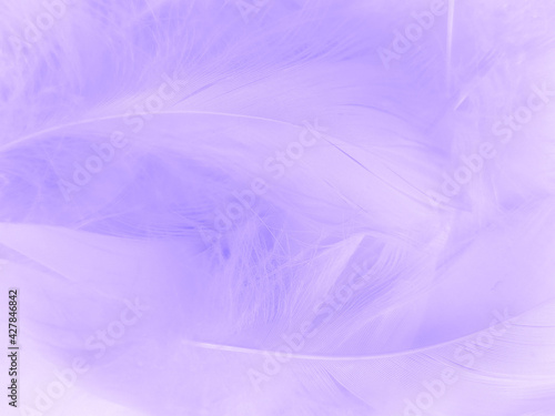 Beautiful abstract purple feathers on white background  black feather texture on dark pattern and purple background  colorful feather wallpaper  love theme  valentines day  light purple gradient