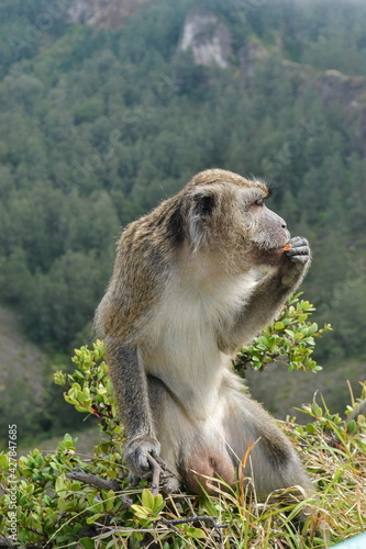 monkey on a branch  1 © Christian