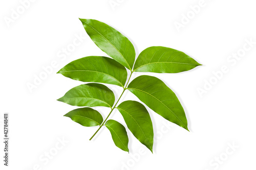 Fresh green leaves on twigs  isolated on white background