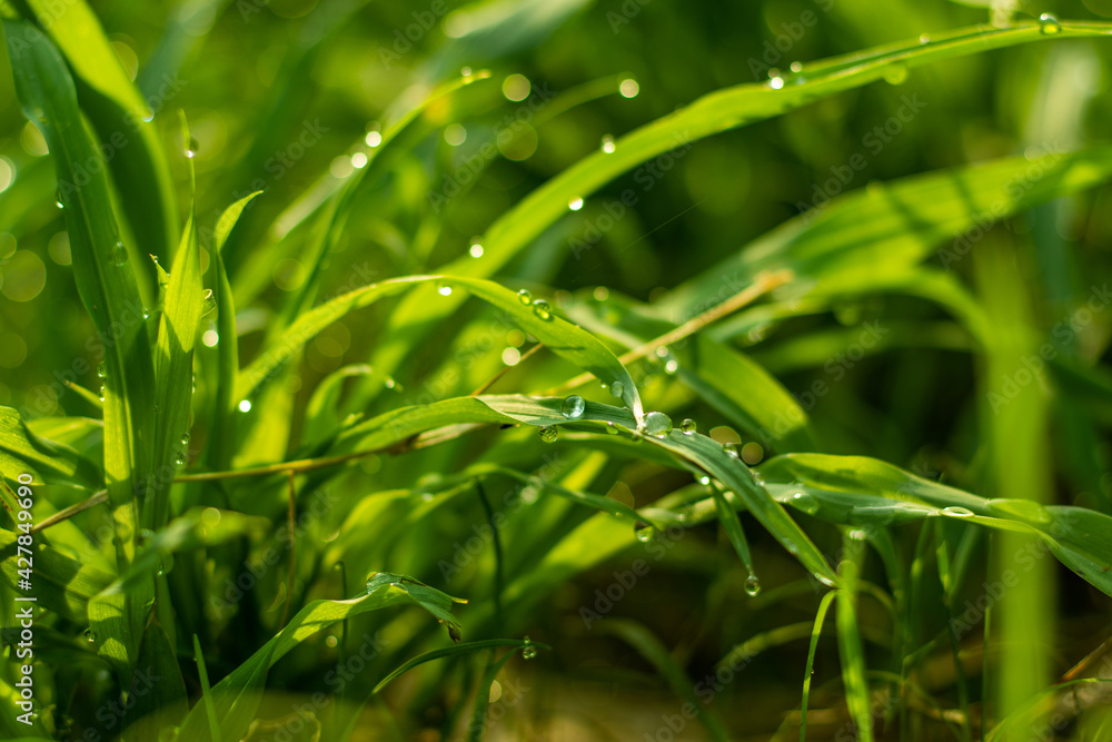 A wonderful backdrop of morning dew on the green grass A wonderful backdrop of morning dew on the green grass