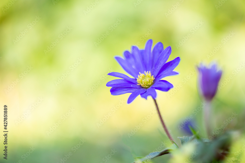 Oriental anemone (anemone blanda) blooms together with the common wild anemone.