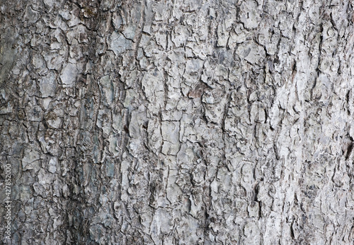 Volumetric, textured, uneven bark of an old pear tree.