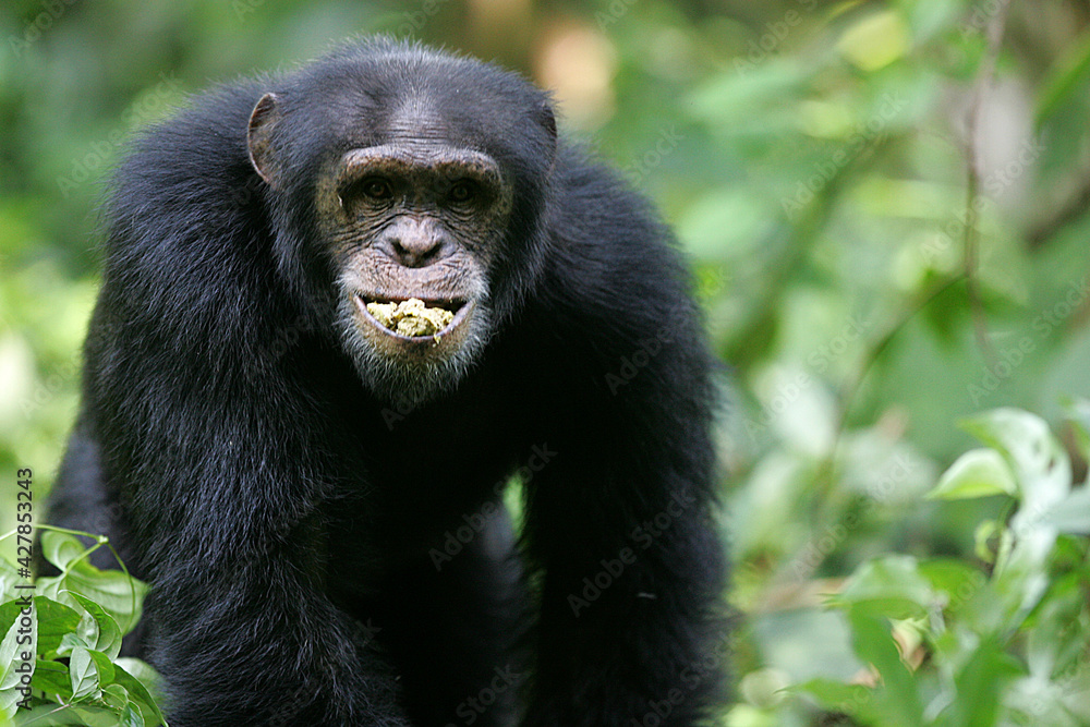 Chimpanzé (pan t. verus) - Western chimpanzee (pan t. verus) Chimpanzé (pan t. verus) - Western chimpanzee (pan t. verus)