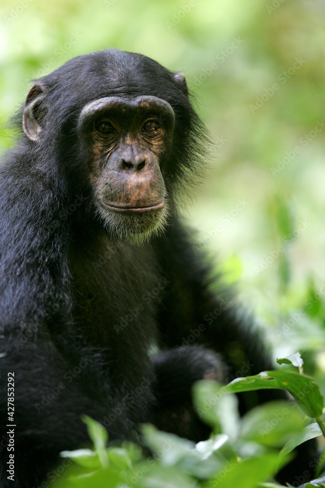 Chimpanzé (pan t. verus) - Western chimpanzee (pan t. verus) Chimpanzé (pan t. verus) - Western chimpanzee (pan t. verus)