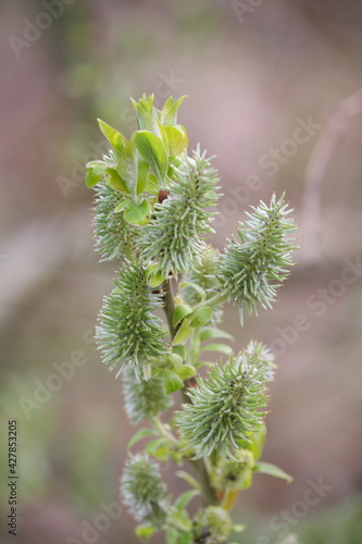Great Sallow or Pussy Willow (Salix caprea), a type of willow. Fruit, forming seeds.