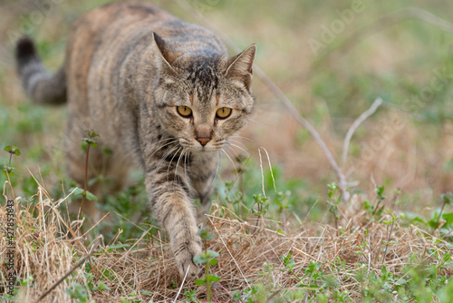 Wallpaper Mural 歩く猫　キジトラ猫 Torontodigital.ca