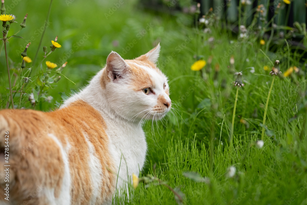 緑の中の猫　茶白猫