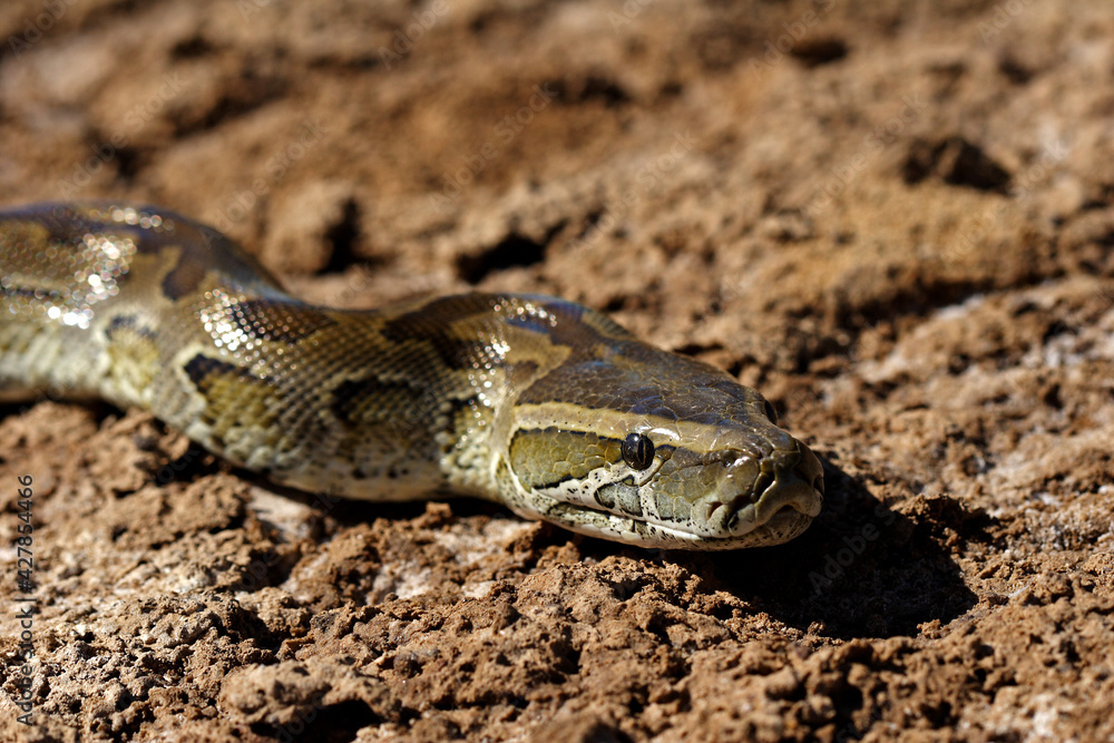 Fototapeta premium parc national du djoudj - senegal - serpent python