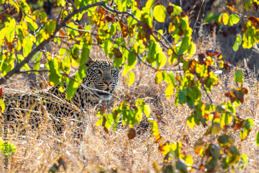 Young leopard remains concealed as it hunts 