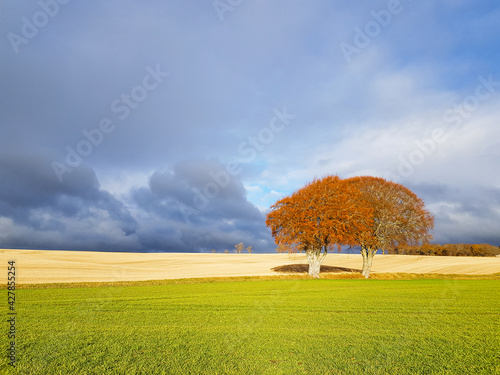 Autumn trees in field against stormy sky 