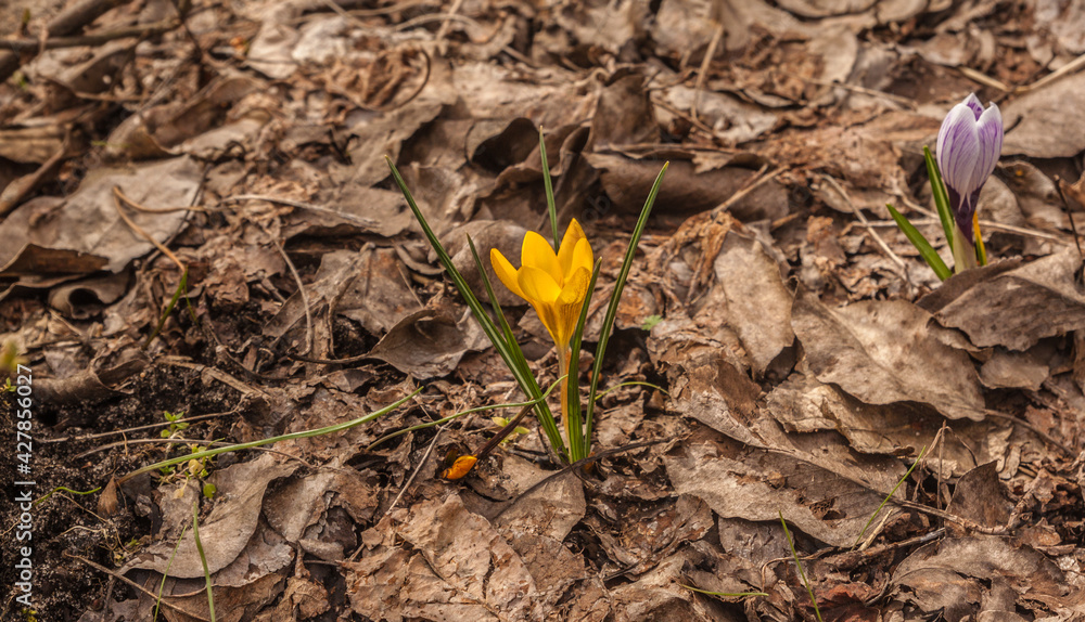 Bloom crocus Early Gold in spring Bloom crocus Early Gold in spring