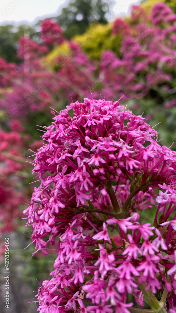 pink and purple flowers pink and purple flowers
