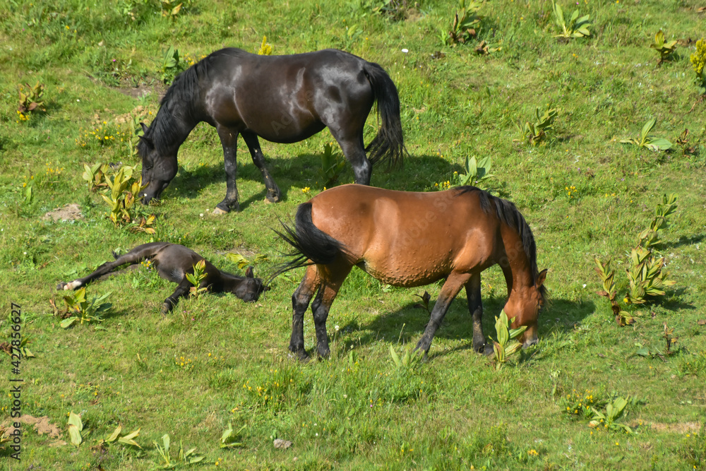 A herd of young horses grazing at summer green field on mountain. Wild horses and foals in the countryside grazing A herd of young horses grazing at summer green field on mountain. Wild horses and foals in the countryside grazing
