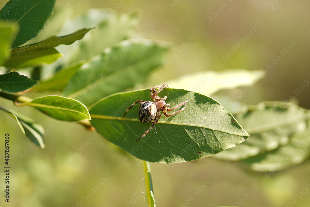 spider on tree leaf spider on tree leaf
