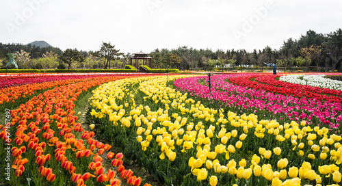 Wallpaper Mural 신안군 임자도의 튤립 꽃밭 Torontodigital.ca