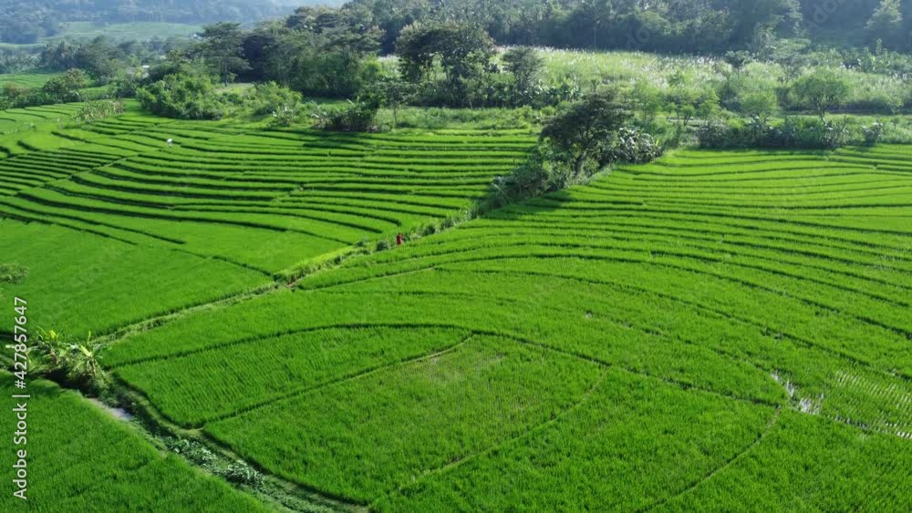 Aerial view panning From low to high on green rice field in countryside with grown plants of paddy Landscape background in Indonesia Aerial view panning From low to high on green rice field in countryside with grown plants of paddy Landscape background in Indonesia