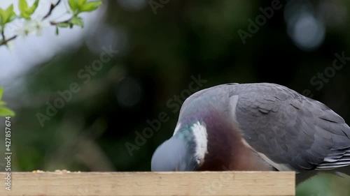 Woodpigeon,  Columba palumbus, feeding on garden bird table. UK photo