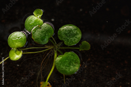 amazon frogbit an aquatic plant that has thick green leaves. plants that float on the water © ArtThree