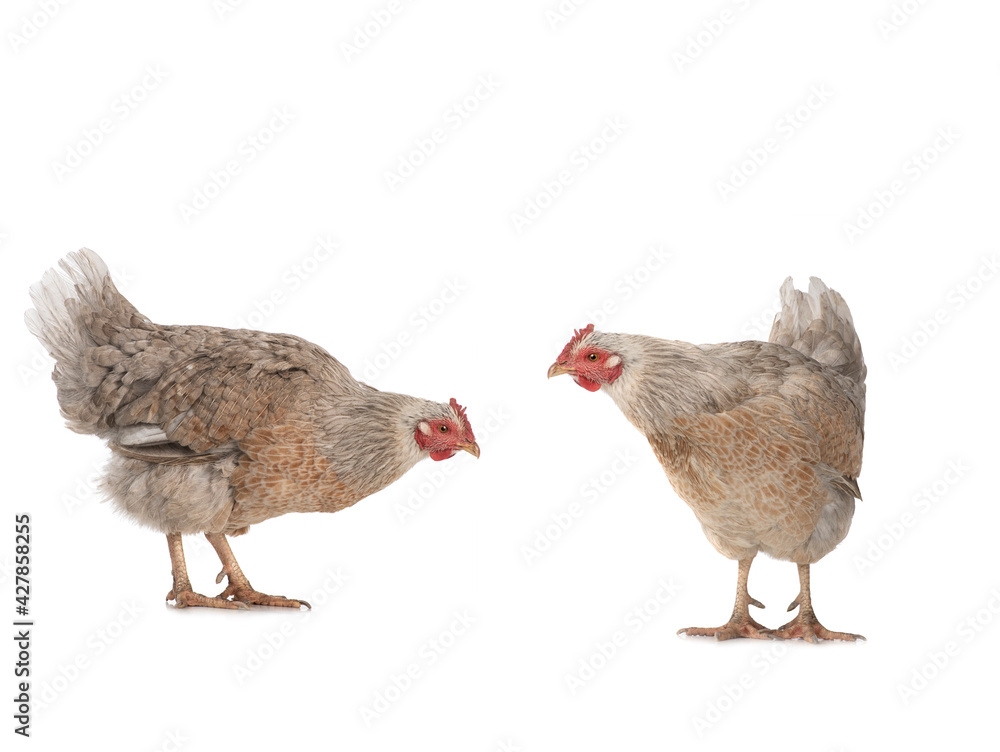 Fototapeta premium two brown chicken isolated on a white background.