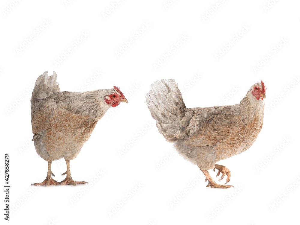 two brown chicken isolated on a white background.