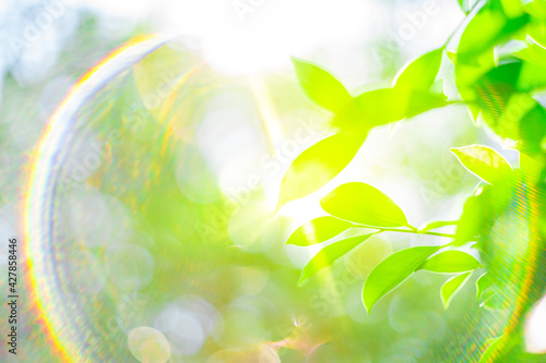Blurred images of green leaves in the garden, Blurred bokeh, and Flare lens as background In the natural garden in the daytime.