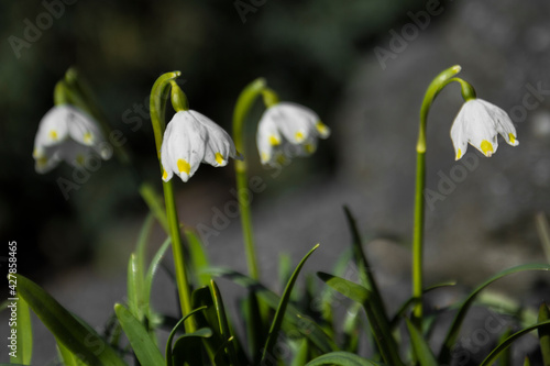 white spring flowers © Agnes