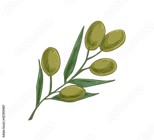 Branch of olive tree with green fruits and leaves. Italian or Greek plant wit...