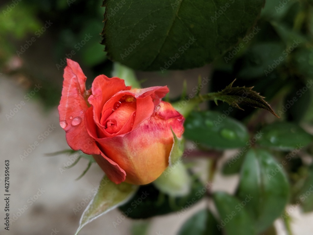 The beautifully pink rose flower is blooming in park greenery with big rain drops on the flower's petals on a dark background. After rain. Macro photo. Details. The beautifully pink rose flower is blooming in park greenery with big rain drops on the flower's petals on a dark background. After rain. Macro photo. Details.
