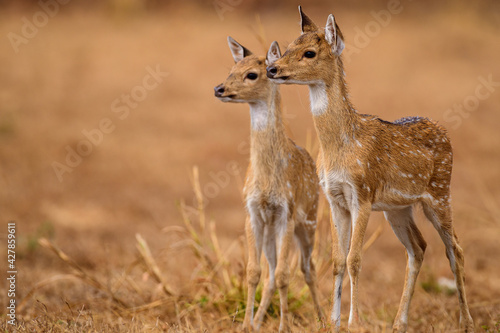 Spotted dear fawns looking at a distant on listening to the langur alarm call, a sign of any predator around.