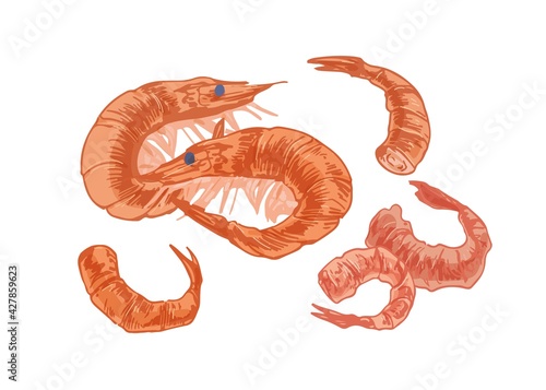 Tails and heads of pink fleshy shrimps and prawns. Hand-drawn seafood isolated on white background. Sea or ocean delicious food. Colored realistic vector illustration in retro style