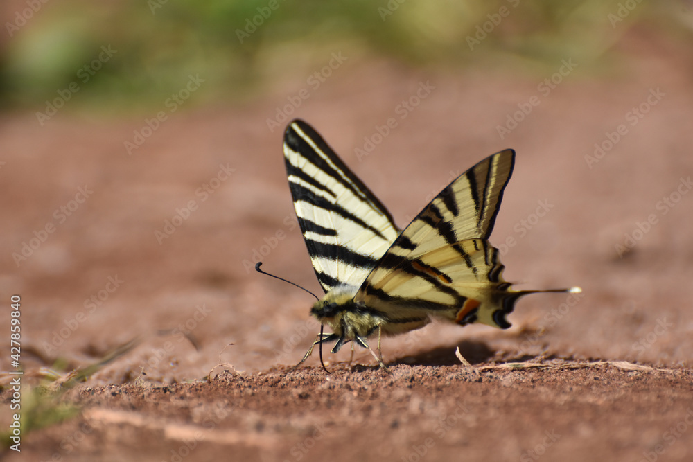 The scarce swallowtail or sail- or pear-tree swallowtail (Iphiclides podalirius). Beautiful swallowtail butterfly on ground, natural wallpaper The scarce swallowtail or sail- or pear-tree swallowtail (Iphiclides podalirius). Beautiful swallowtail butterfly on ground, natural wallpaper