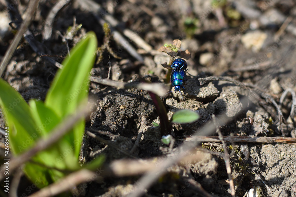 blue shimmering bugs mating on ground blue shimmering bugs mating on ground