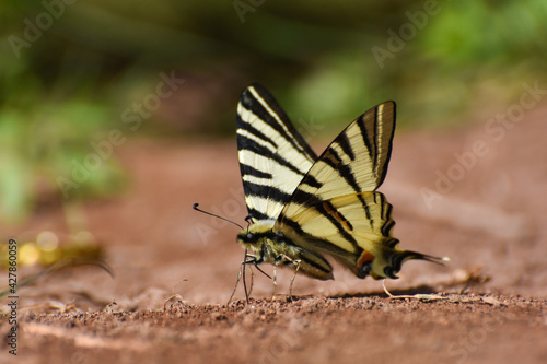 The scarce swallowtail or sail- or pear-tree swallowtail (Iphiclides podalirius). Beautiful swallowtail butterfly on ground, natural wallpaper