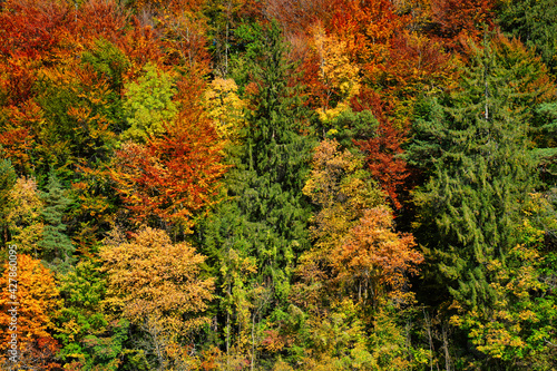 Autumn forest trees close up with vibrant red  yellowand green colors