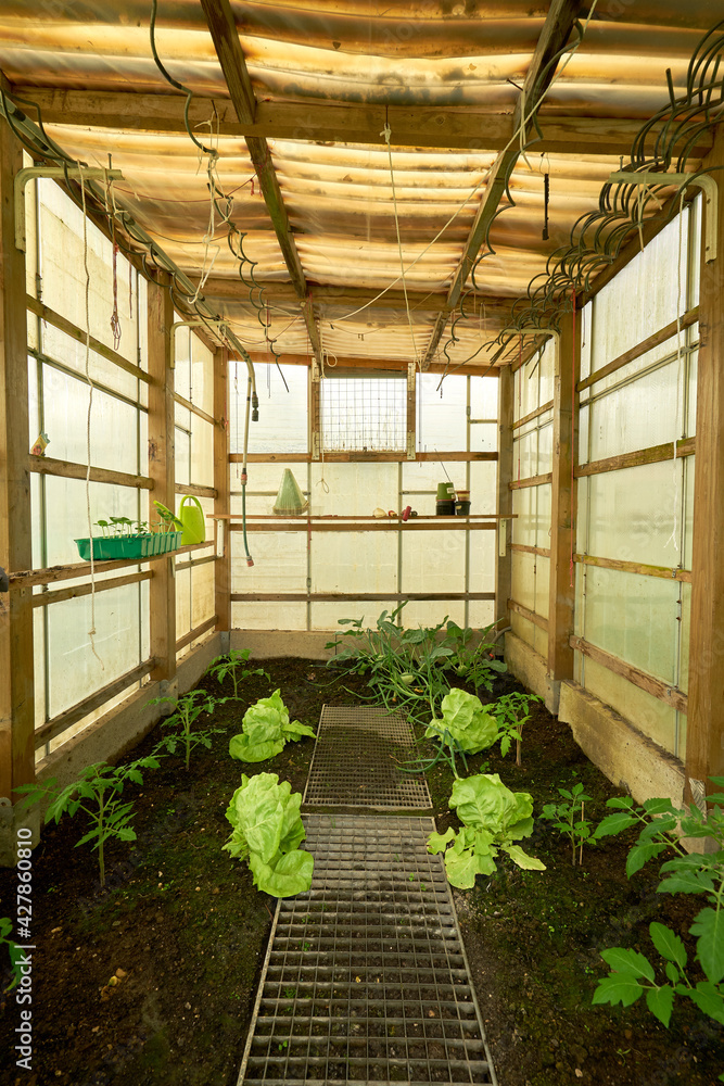 Greenhouse - growing salad || Climate Change