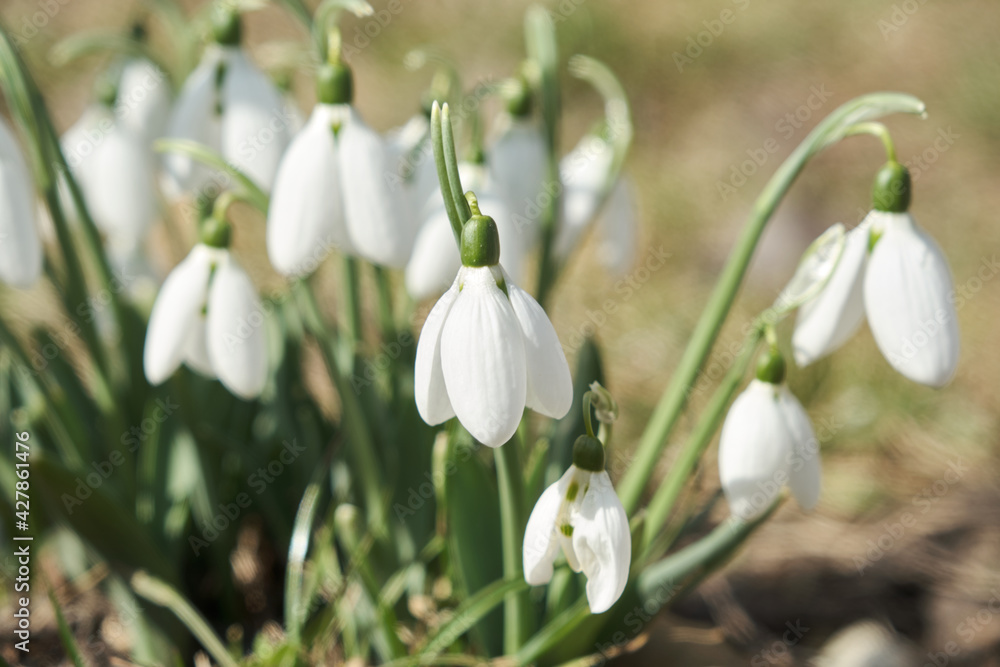 Closeup shot of fresh early snowdrops or common snowdrops Galanthus nivalis Closeup shot of fresh early snowdrops or common snowdrops Galanthus nivalis